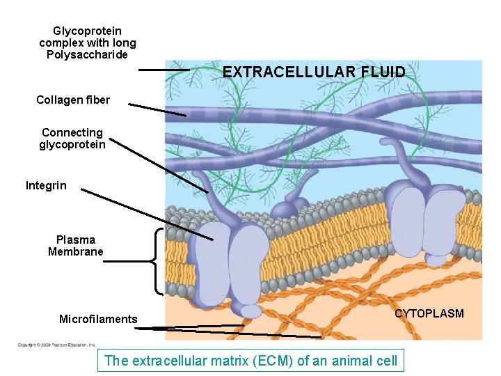 Glycoprotein complex with long Polysaccharide EXTRACELLULAR FLUID Collagen fiber Connecting glycoprotein Integrin Plasma Membrane Glycoprotein complex with long Polysaccharide EXTRACELLULAR FLUID Collagen fiber Connecting glycoprotein Integrin Plasma Membrane