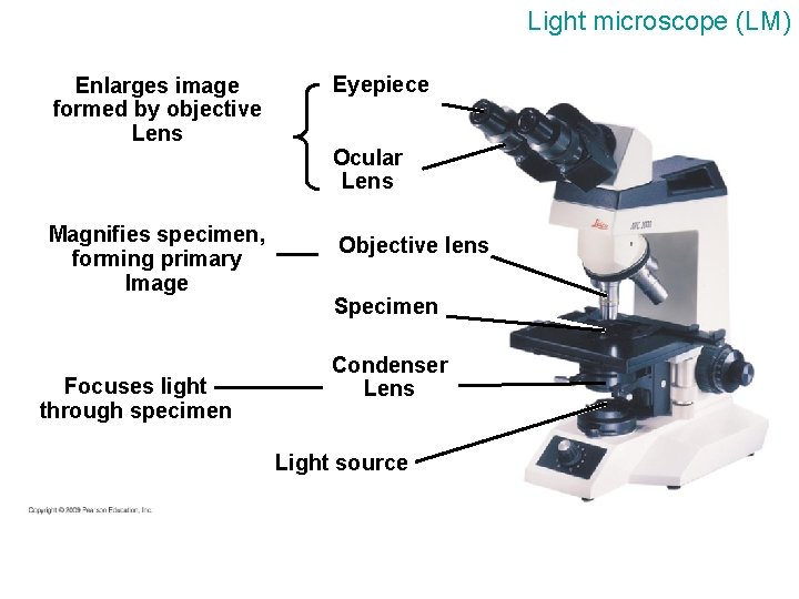 Light microscope (LM) Enlarges image formed by objective Lens Magnifies specimen, forming primary Image Light microscope (LM) Enlarges image formed by objective Lens Magnifies specimen, forming primary Image
