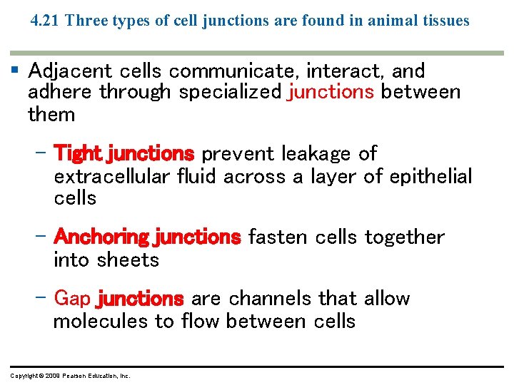 4. 21 Three types of cell junctions are found in animal tissues § Adjacent 4. 21 Three types of cell junctions are found in animal tissues § Adjacent