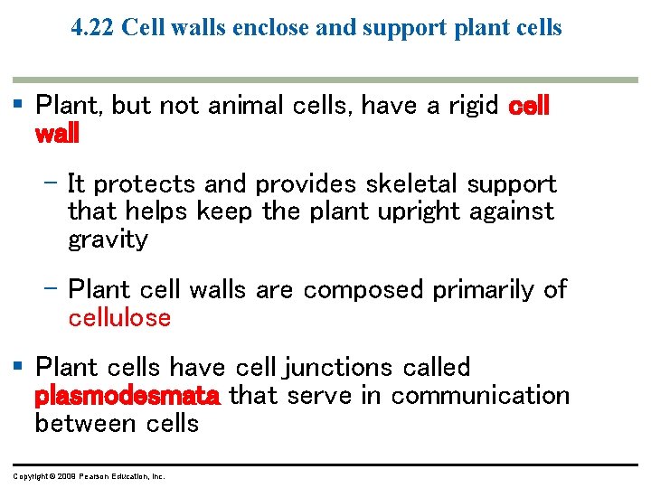 4. 22 Cell walls enclose and support plant cells § Plant, but not animal 4. 22 Cell walls enclose and support plant cells § Plant, but not animal