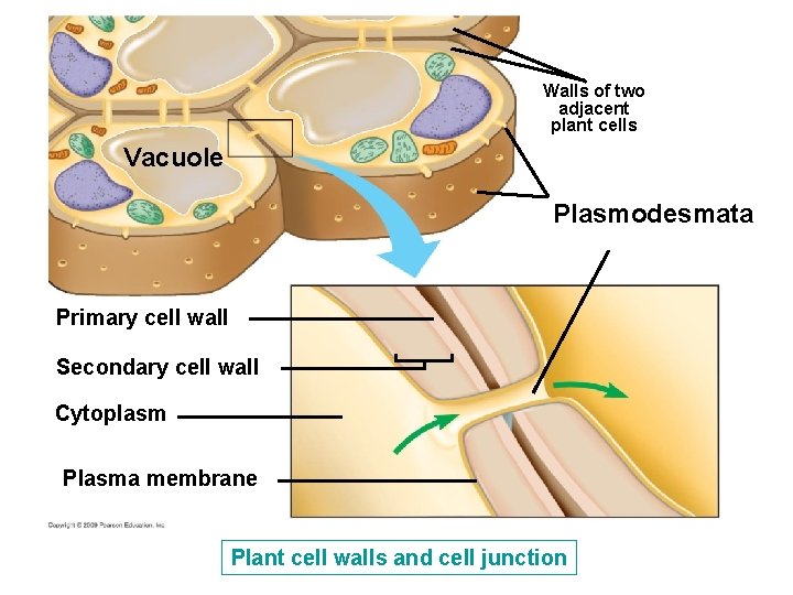 Walls of two adjacent plant cells Vacuole Plasmodesmata Primary cell wall Secondary cell wall Walls of two adjacent plant cells Vacuole Plasmodesmata Primary cell wall Secondary cell wall
