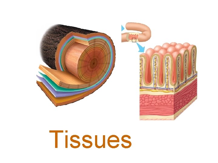 Tissues Tissues