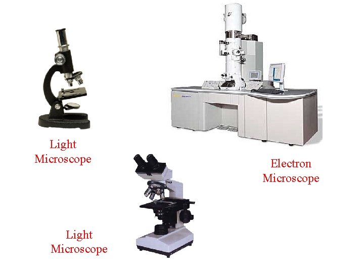 Light Microscope Electron Microscope Light Microscope Electron Microscope