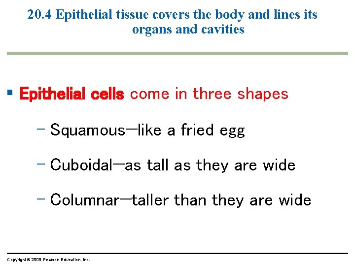20. 4 Epithelial tissue covers the body and lines its organs and cavities § 20. 4 Epithelial tissue covers the body and lines its organs and cavities §