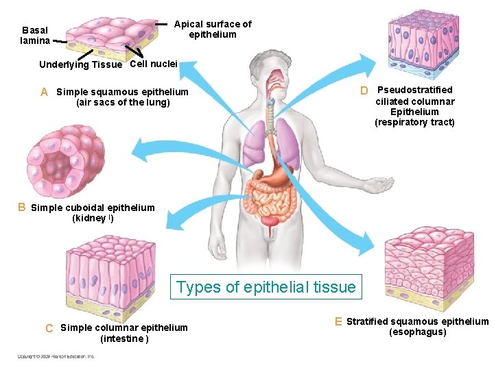 Apical surface of epithelium Basal lamina Underlying Tissue Cell nuclei D Pseudostratified A Simple Apical surface of epithelium Basal lamina Underlying Tissue Cell nuclei D Pseudostratified A Simple