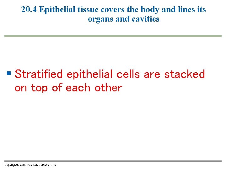 20. 4 Epithelial tissue covers the body and lines its organs and cavities § 20. 4 Epithelial tissue covers the body and lines its organs and cavities §