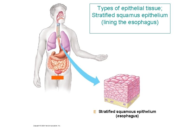 Types of epithelial tissue; Stratified squamus epithelium (lining the esophagus) E Stratified squamous epithelium Types of epithelial tissue; Stratified squamus epithelium (lining the esophagus) E Stratified squamous epithelium
