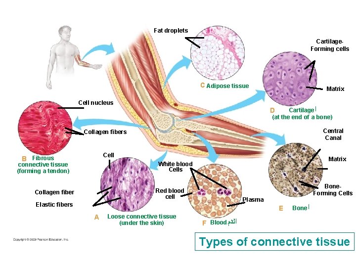 Fat droplets Cartilage. Forming cells C Adipose tissue Cell nucleus Matrix Cartilage ﺍ (at Fat droplets Cartilage. Forming cells C Adipose tissue Cell nucleus Matrix Cartilage ﺍ (at
