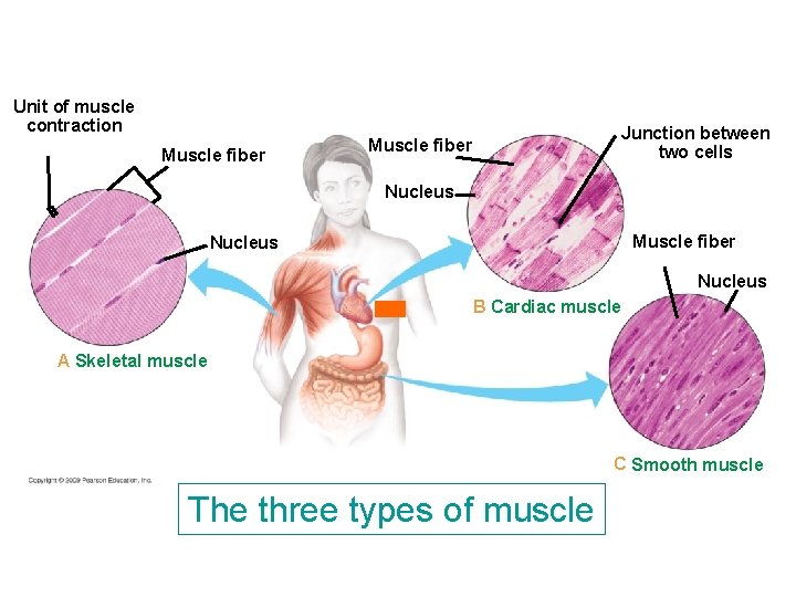 Unit of muscle contraction Muscle fiber Junction between two cells Muscle fiber Nucleus B Unit of muscle contraction Muscle fiber Junction between two cells Muscle fiber Nucleus B