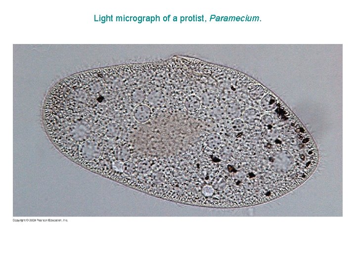 Light micrograph of a protist, Paramecium. Light micrograph of a protist, Paramecium.