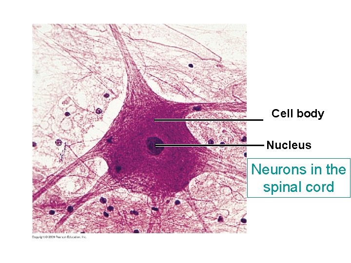 Cell body Nucleus Neurons in the spinal cord Cell body Nucleus Neurons in the spinal cord