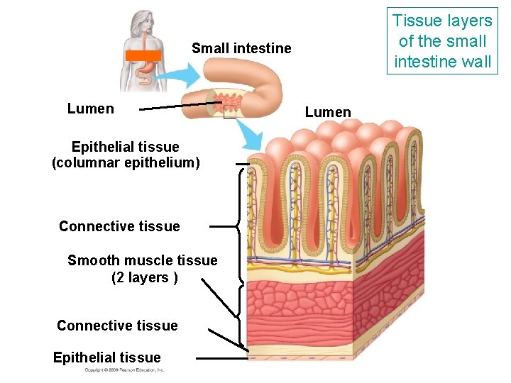 Tissue layers of the small intestine wall Small intestine Lumen Epithelial tissue (columnar epithelium) Tissue layers of the small intestine wall Small intestine Lumen Epithelial tissue (columnar epithelium)