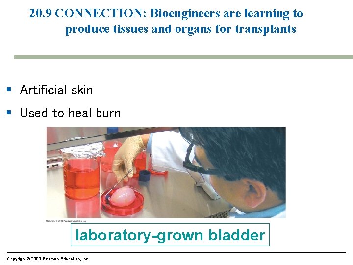 20. 9 CONNECTION: Bioengineers are learning to produce tissues and organs for transplants § 20. 9 CONNECTION: Bioengineers are learning to produce tissues and organs for transplants §