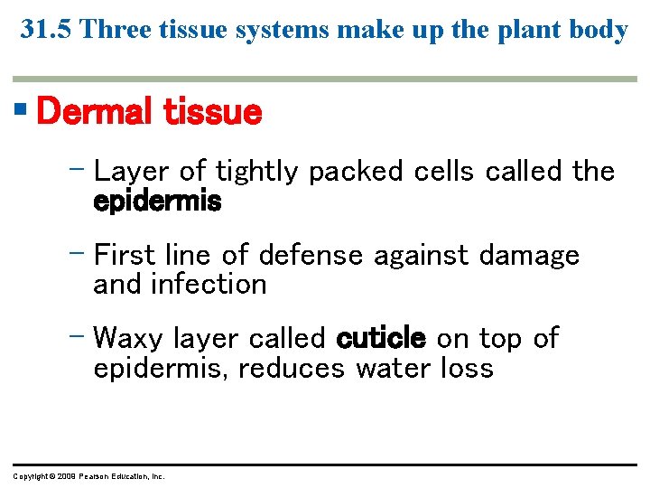 31. 5 Three tissue systems make up the plant body § Dermal tissue – 31. 5 Three tissue systems make up the plant body § Dermal tissue –
