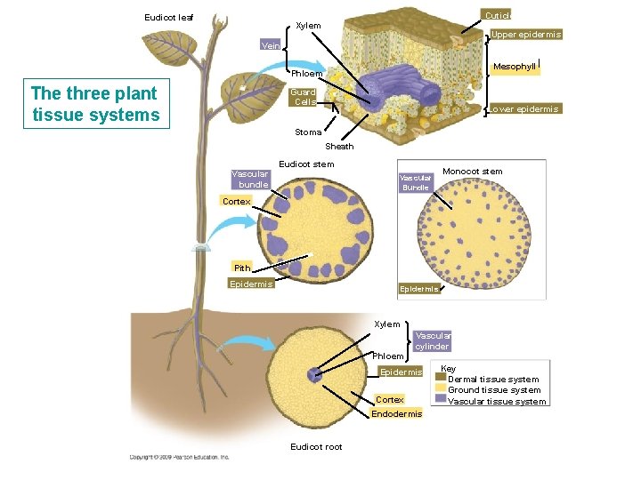 Eudicot leaf Cuticle Xylem Upper epidermis Vein ﺍ Mesophyll Phloem The three plant tissue Eudicot leaf Cuticle Xylem Upper epidermis Vein ﺍ Mesophyll Phloem The three plant tissue
