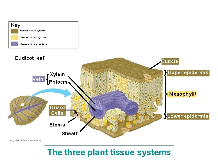Key Dermal tissue system Ground tissue system Vascular tissue system Eudicot leaf Vein Cuticle Key Dermal tissue system Ground tissue system Vascular tissue system Eudicot leaf Vein Cuticle