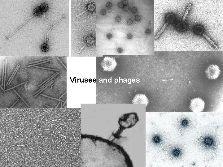 Viruses and phages 