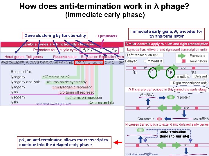 How does anti-termination work in λ phage? (immediate early phase) Gene clustering by functionality