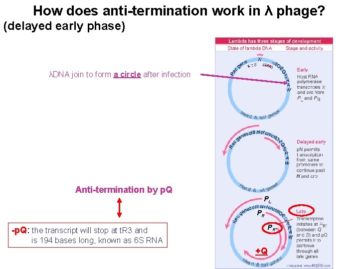 How does anti-termination work in λ phage? (delayed early phase) λDNA join to form