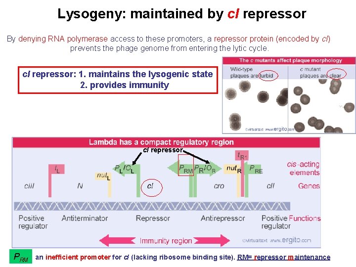 Lysogeny: maintained by c. I repressor By denying RNA polymerase access to these promoters,