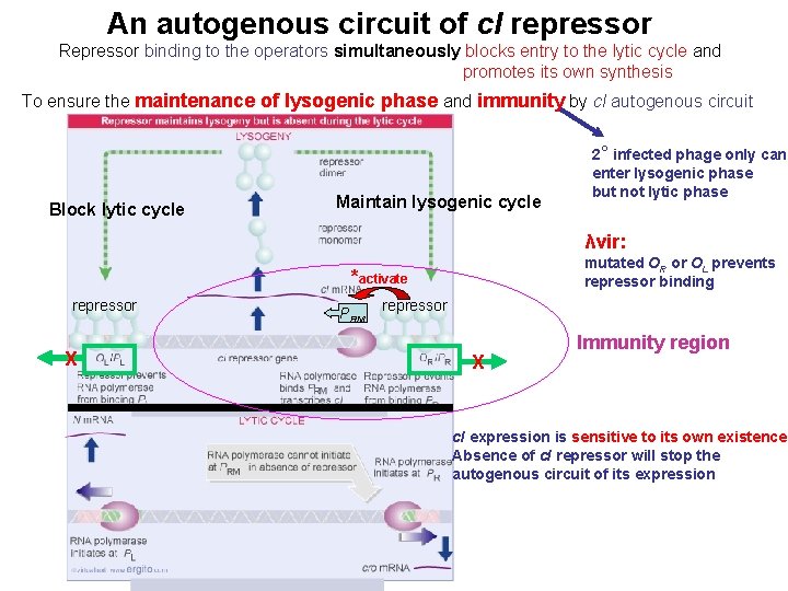 An autogenous circuit of c. I repressor Repressor binding to the operators simultaneously blocks