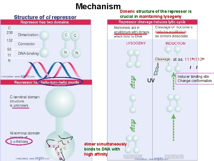 Mechanism. Dimeric structure of the repressor is crucial in maintaining lysogeny at aa. 111
