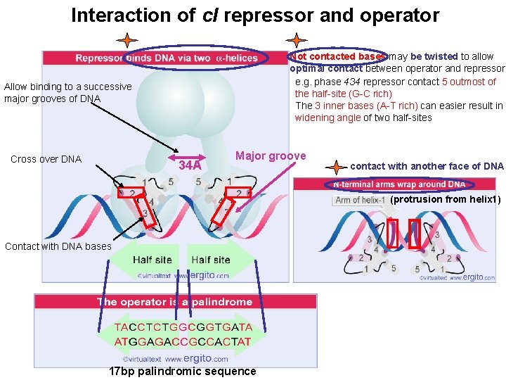 Interaction of c. I repressor and operator Not contacted bases may be twisted to