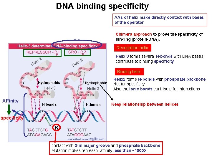 DNA binding specificity AAs of helix make directly contact with bases of the operator