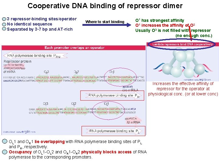 Cooperative DNA binding of repressor dimer 3 repressor-binding sites/operator No identical sequence Separated by