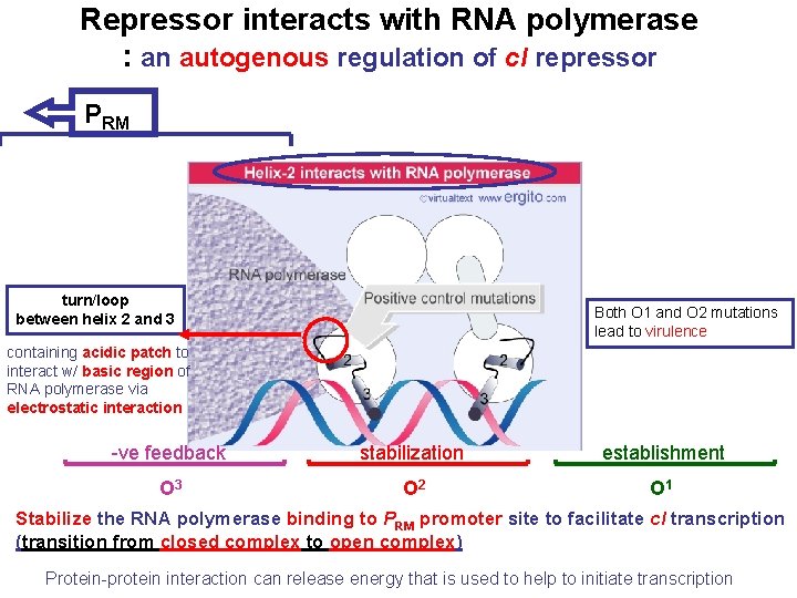 Repressor interacts with RNA polymerase : an autogenous regulation of c. I repressor PRM