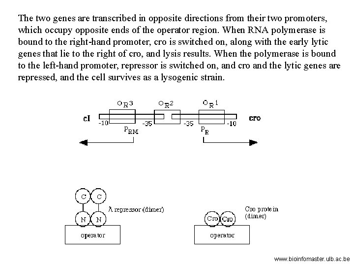 The two genes are transcribed in opposite directions from their two promoters, which occupy