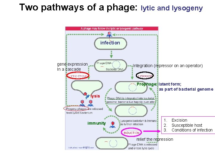 Two pathways of a phage: lytic and lysogeny infection gene expression In a cascade