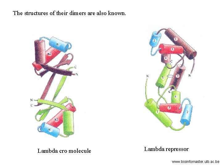 The structures of their dimers are also known. Lambda cro molecule Lambda repressor www.