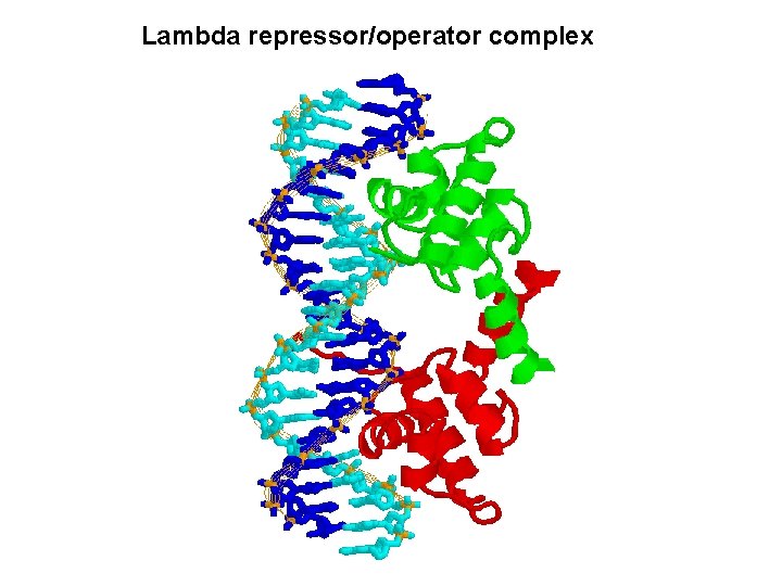 Lambda repressor/operator complex 