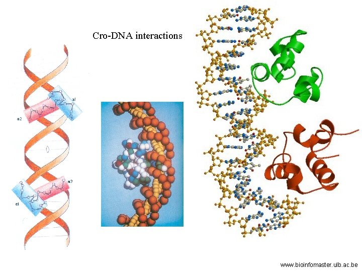 Cro-DNA interactions www. bioinfomaster. ulb. ac. be 