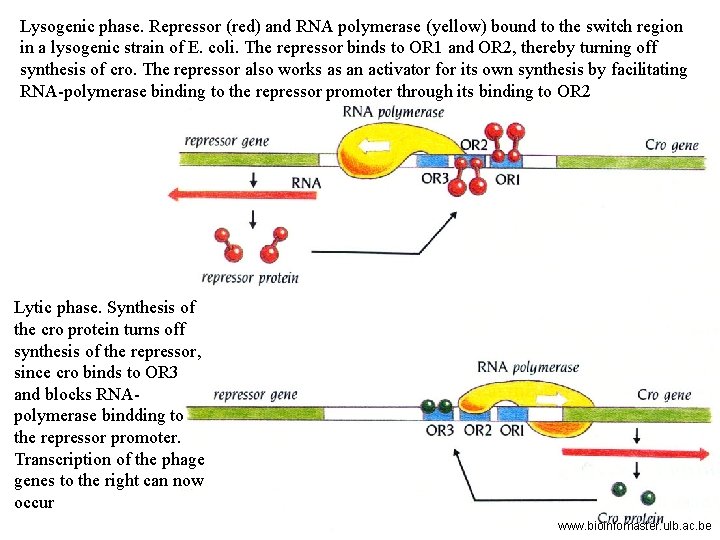 Lysogenic phase. Repressor (red) and RNA polymerase (yellow) bound to the switch region in