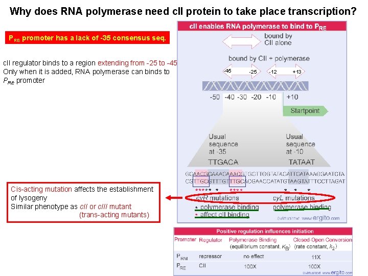 Why does RNA polymerase need c. II protein to take place transcription? PRE promoter