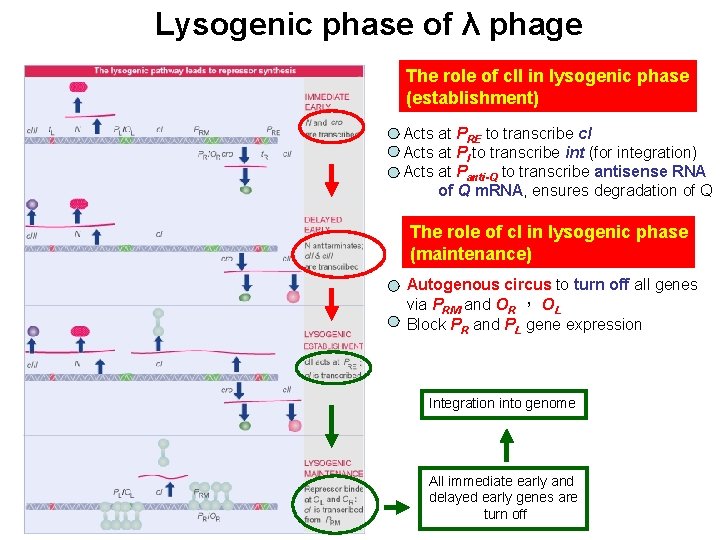 Lysogenic phase of λ phage The role of c. II in lysogenic phase (establishment)