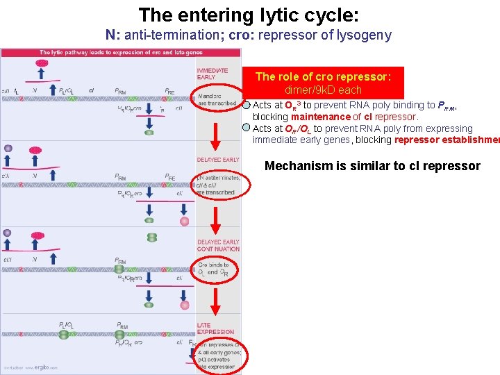 The entering lytic cycle: N: anti-termination; cro: repressor of lysogeny The role of cro