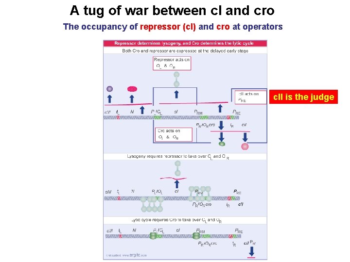 A tug of war between c. I and cro The occupancy of repressor (c.