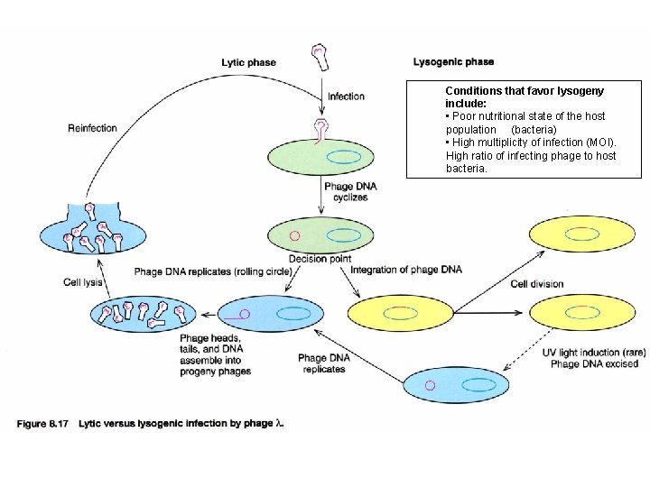 Conditions that favor lysogeny include: • Poor nutritional state of the host population (bacteria)