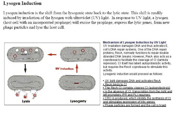 Mechanism of Lysogen Induction by UV Light UV irradiation damages DNA and thus activates