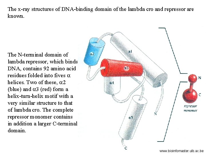 The x-ray structures of DNA-binding domain of the lambda cro and repressor are known.