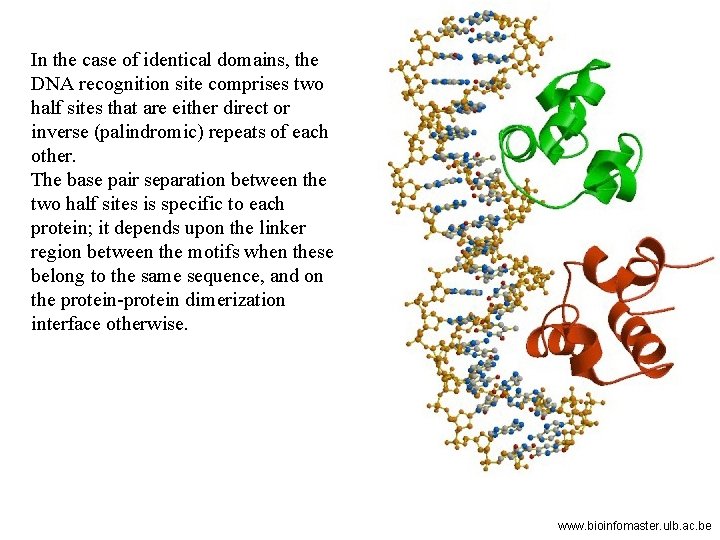 In the case of identical domains, the DNA recognition site comprises two half sites
