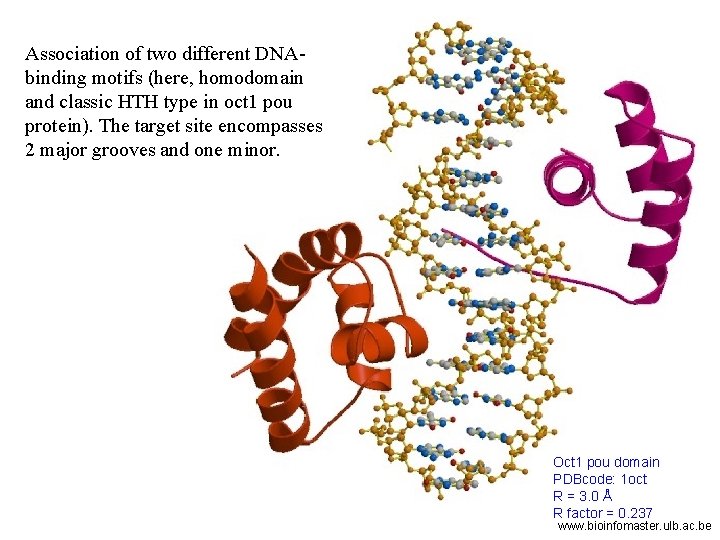 Association of two different DNAbinding motifs (here, homodomain and classic HTH type in oct