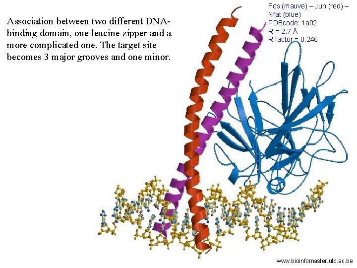 Association between two different DNAbinding domain, one leucine zipper and a more complicated one.