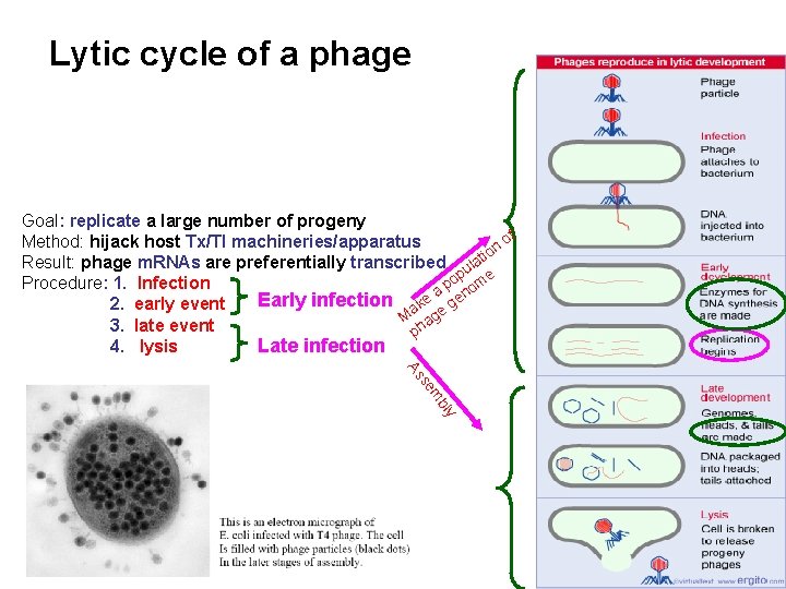 Lytic cycle of a phage Goal: replicate a large number of progeny of Method: