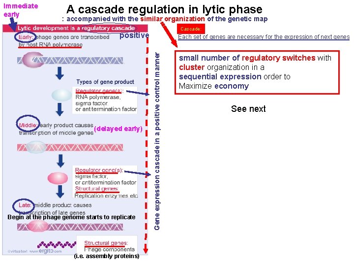 Immediate early A cascade regulation in lytic phase : accompanied with the similar organization