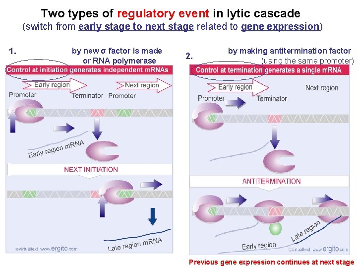 Two types of regulatory event in lytic cascade (switch from early stage to next
