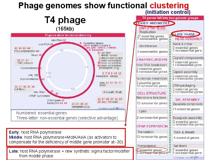 Phage genomes show functional clustering T 4 phage (165 kb) Numbered: essential genes Three-letter: